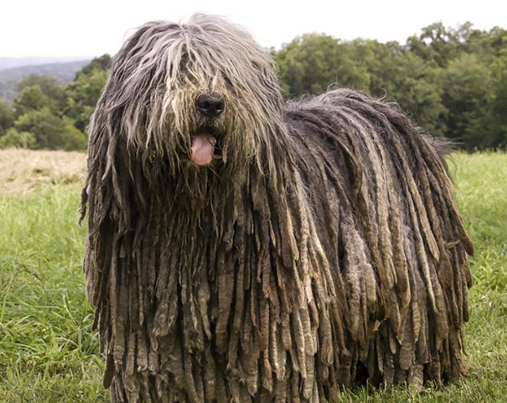 Bergamasco Sheepdog